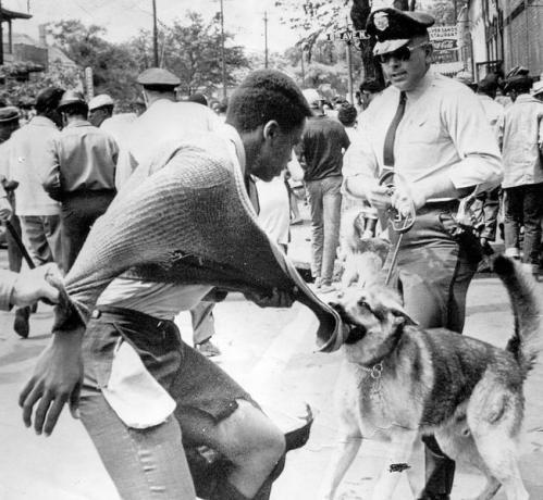 En sort amerikansk demonstrant, der bliver angrebet af en politihund under demonstrationer mod segregation, Birmingham, Alabama, 4. maj 1963.