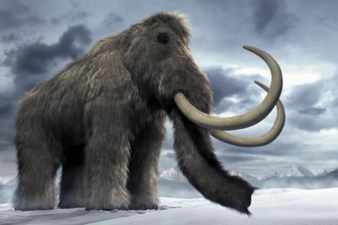 Den uldne mammut (Mammhus primigenius) eller tundra-mammut.