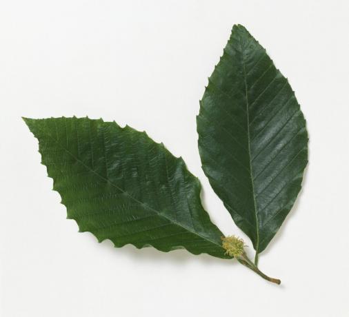 Nærbillede af Fagus grandifolia (amerikansk bøg) blade med frugt mod hvid baggrund.