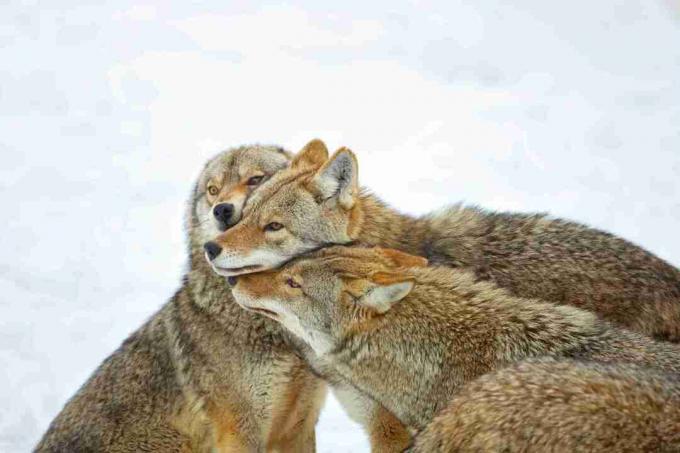 Coyoter er ikke så sociale som ulve, men de vil samarbejde for at jage og opdrage afkom.