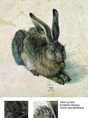 Kanin eller hare - Albrecht Dürer