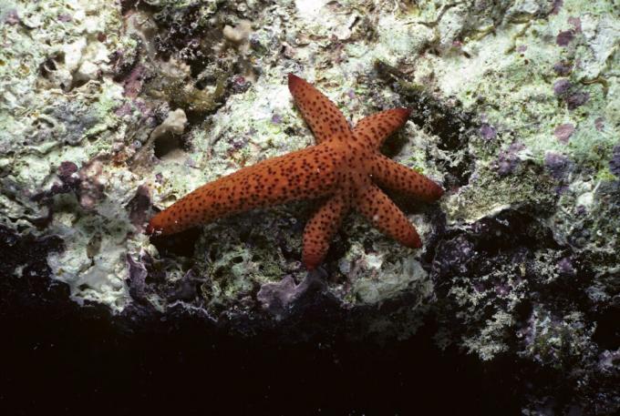 Starfish regenererer tabte arme, men de er hvirvelløse dyr. Salamandere regenererer, plus de er hvirveldyr (som mennesker).