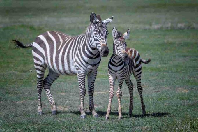 Zebra mor og baby i Ngorongoro krater, Tanzania, Østafrika