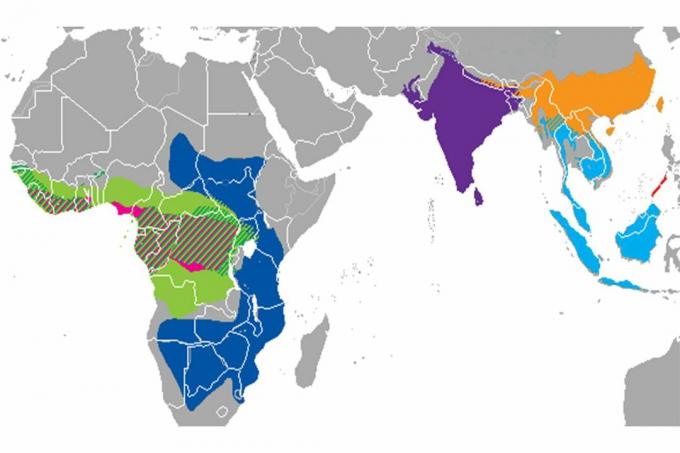 Distribution af pangolin-arter.