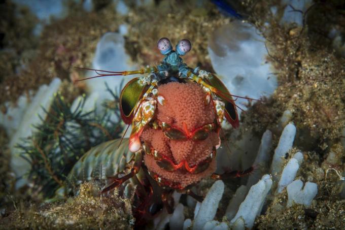 En, påfugl, mantis, rejer, bærer, dets æg bånd, Anilao, Philippines.