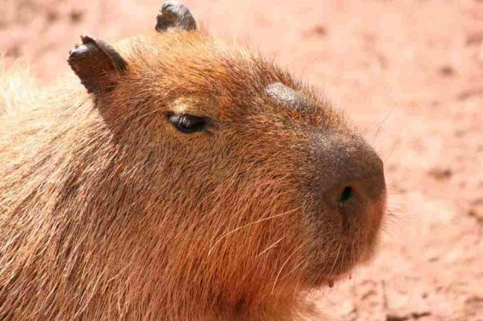 Moriloen er et kendetegn ved en capybaras ansigt.