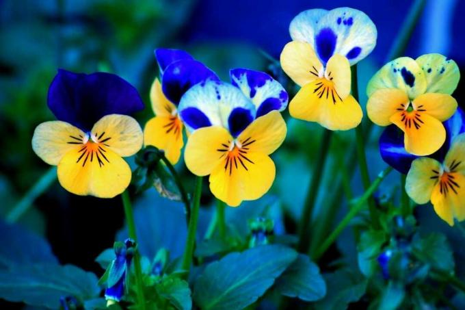 Blå og gule blomster