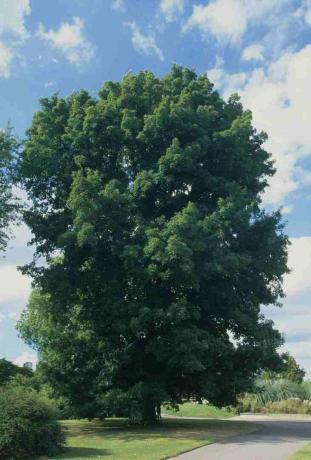 Carya cordiformis (Butternut hickory), grønbladet træ i parken ved siden af ​​stien