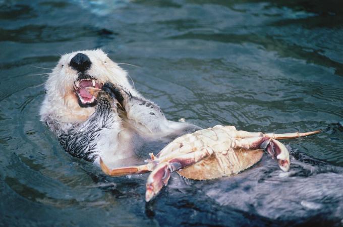 Havødder, der spiser en krabbe