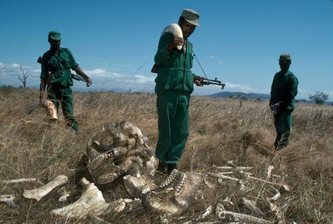 MIKUMI, TANZANIEN - JULI 1989: Park Rangers, der tjener 70 amerikanske dollars pr. Måned med en konfiskeret elefant elfenbenstum til en værdi af 2.700 amerikanske dollars, i Mikumi National Park, Tanzania. Rangerne står ved siden af ​​resterne af en tyrelefant dræbt af krybskyttere.