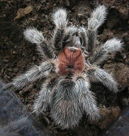 Chilensk rose Tarantula (Grammostola rosea)