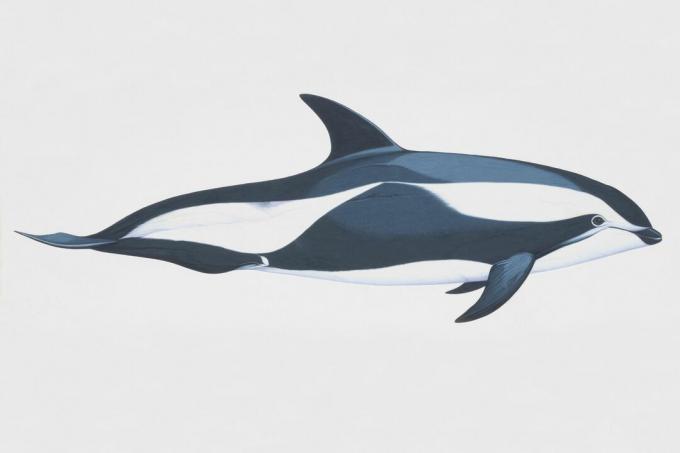 Timeglasdelfin