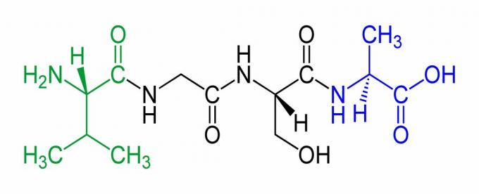 Dette er et eksempel på et tetrapeptid med N-terminalen i grønt og C-terminalen i blå.