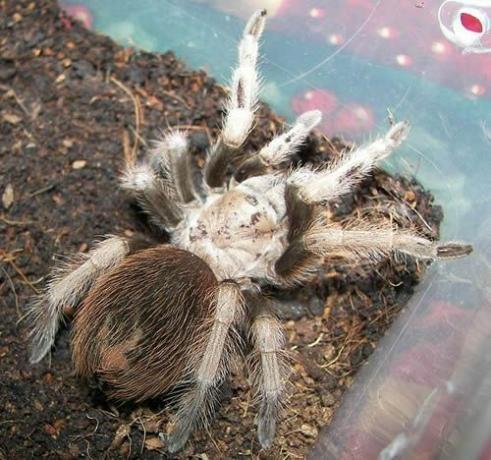 Desert Blond Tarantula (Aphonopelma chalcodes)