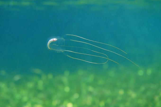 Kasse vandmænd med død fisk i maven