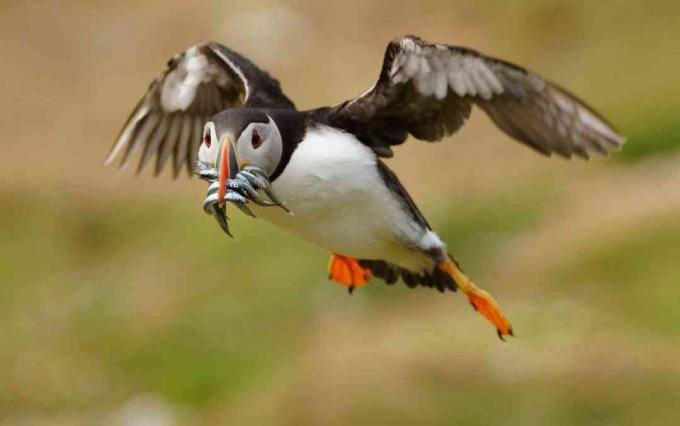 Lunde (Fratercula arctica), der bærer jagede sandel (Ammodytes), Wales, England