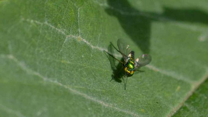 En flue af Diptera-ordren sidder på et blad.