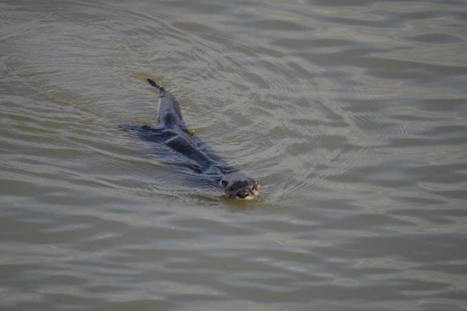 River otter svømning