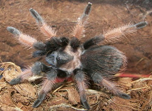 Mexicansk Redleg Tarantula (Brachypelma emilia)