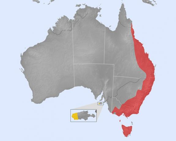 Platypus distribution (rød: indfødt; gul: introduceret)