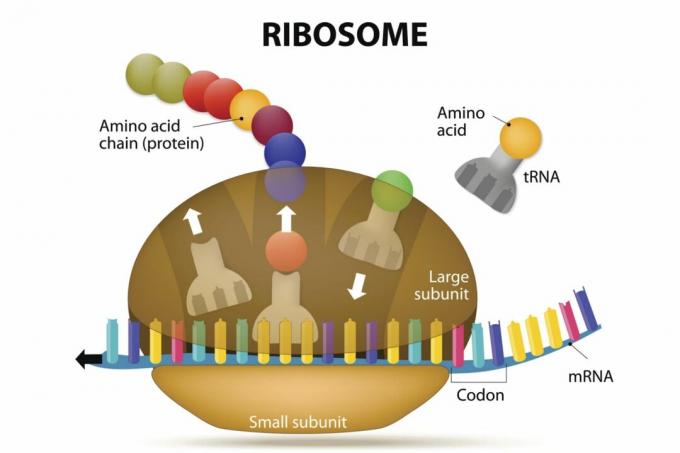 Ribosom- og proteinsyntese