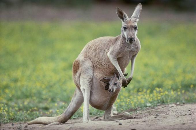 Eastern Grey Kangaroo