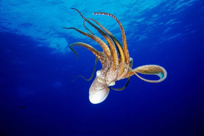 Blæksprutte (Octopus cyanea), Hawaii / Fleetham Dave / Perspektiver / Getty Images