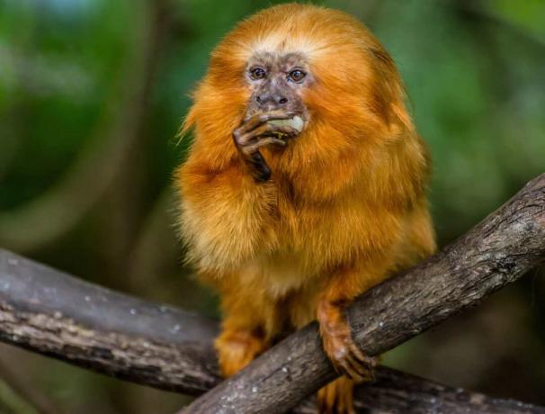 Ape fra New World, ligesom tamarinet, bruger langstrakte fingre med kløer til at fange og spise byttedyr.