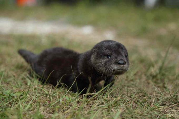 Baby flod otter