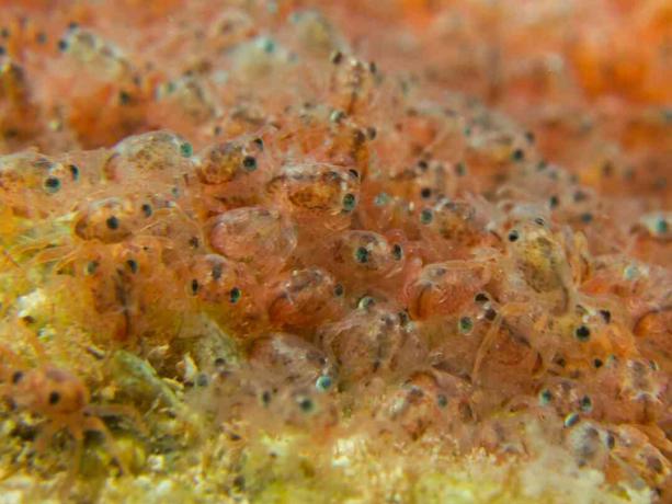 Røde krabber-megaloper før de kom ud af vandet på Juleøen
