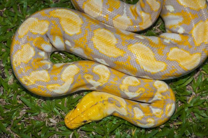 Albino burmesisk Python