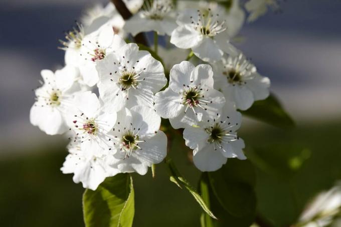 Nærbillede af Callery pæretræblomst