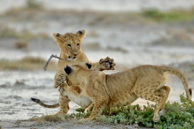 Lion Cubs spiller på marken