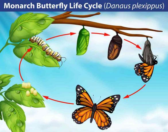 Monarch sommerfugl livscyklus