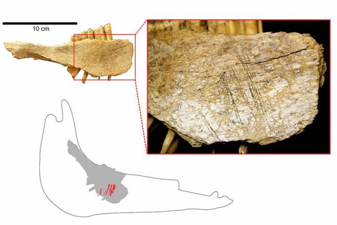 Horse Mandible fra Bluefish Caves # 2