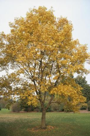 Carya Illinoensis (Pecan-træ), træ med gule blade i parken