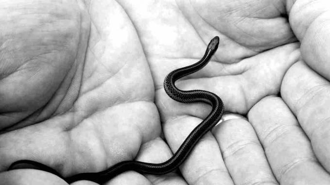 Nye udklækkede sorte mamba-slanger skal klare sig selv.