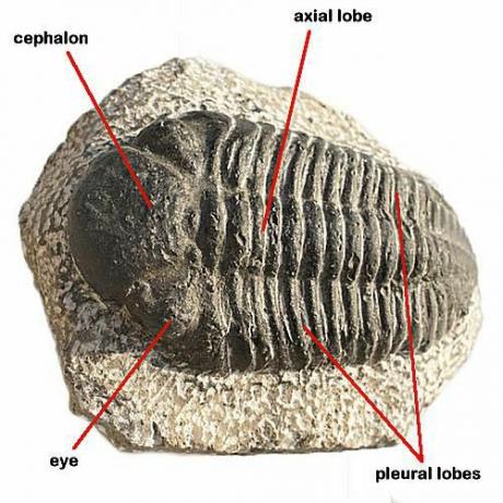 Trilobitter findes kun som fossiler først i dag efter at have udryddet ved afslutningen af ​​Perm-perioden.