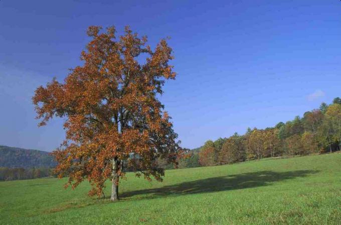 Pignut hickory træ