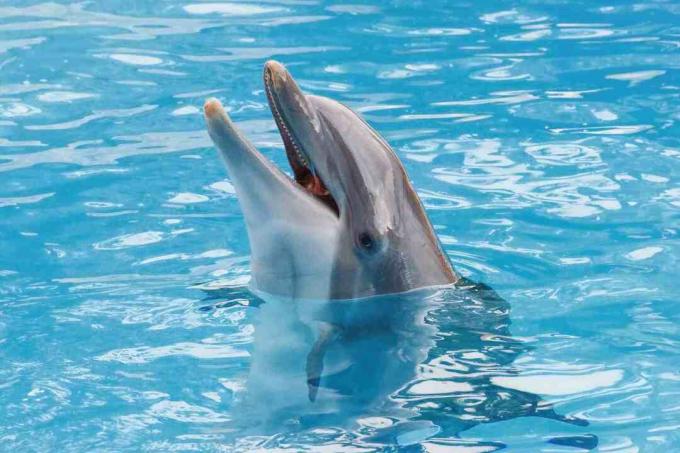 Bootlenose-delfin på den blå overflade smiler