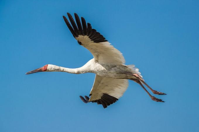 Siberian crane (Grus leucogeranus) under flyvning