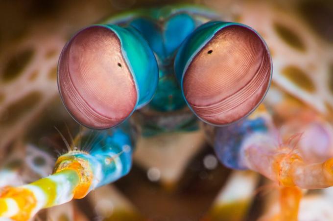 Peacock Mantis rejer (Odontodactylus scyllarus) øjne