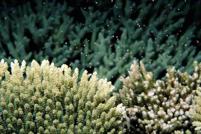 Lunar kontrolleret koral gydning (Acropora sp.), Udsigt under vandet