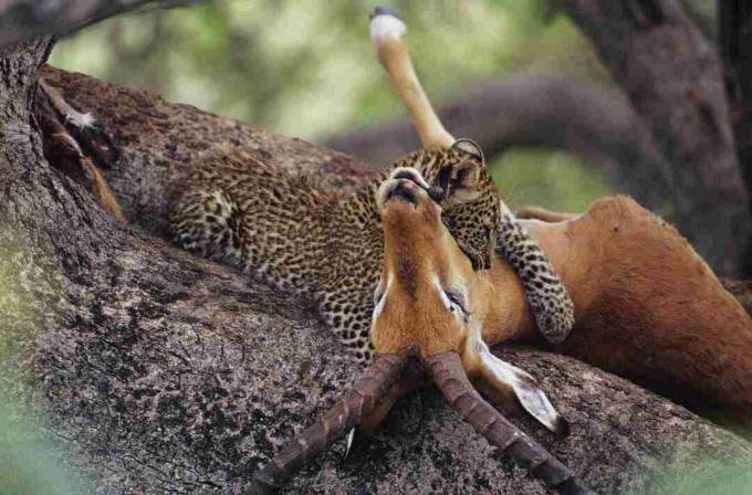 Leopard (Panthera pardus) spise æde i træet, Kenya