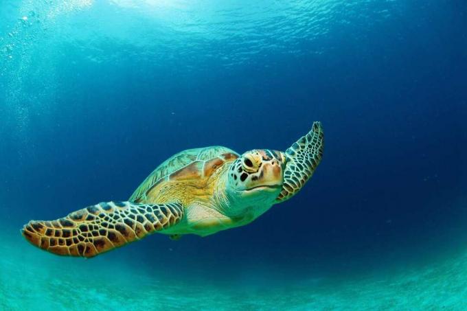 Grøn havskildpadde svømning
