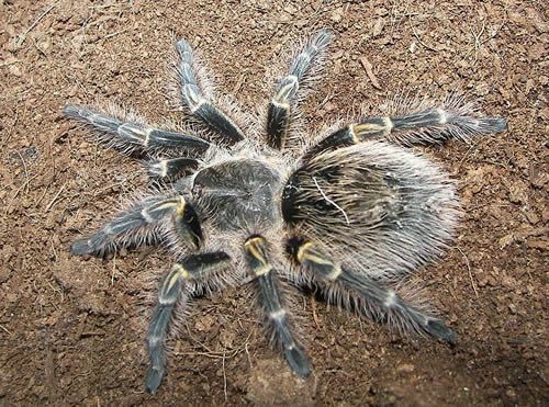 Chaco Golden Knee Tarantula (Grammostola aureostriata)