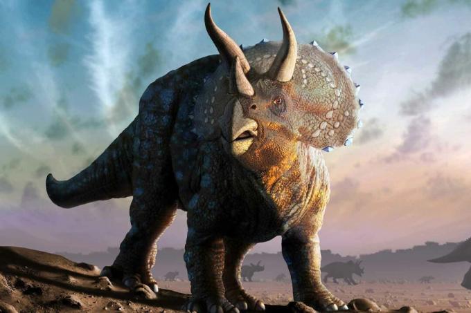 En Triceratops-dinosaur.
