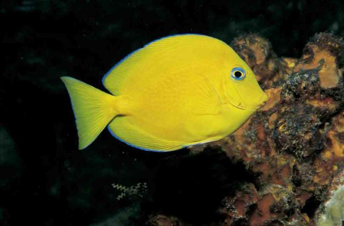 Juvenilblå tang (Paracanthurus hepatus)