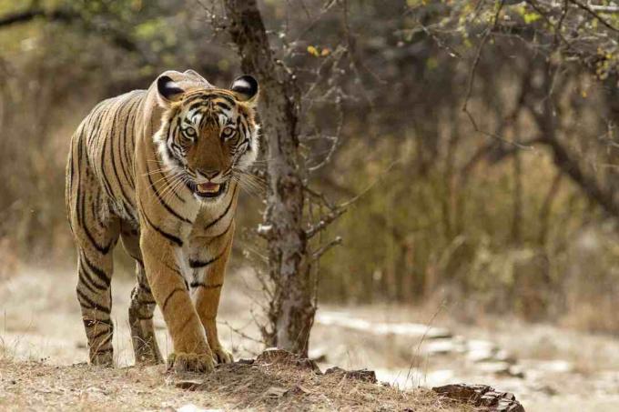 Bengal Tiger i Ranthambhore National Park i Rajasthan, Indien