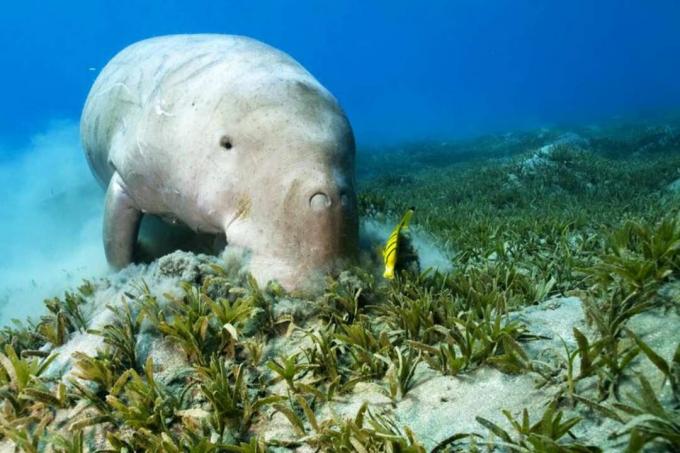 Dugong og renere fisk på søgræs.